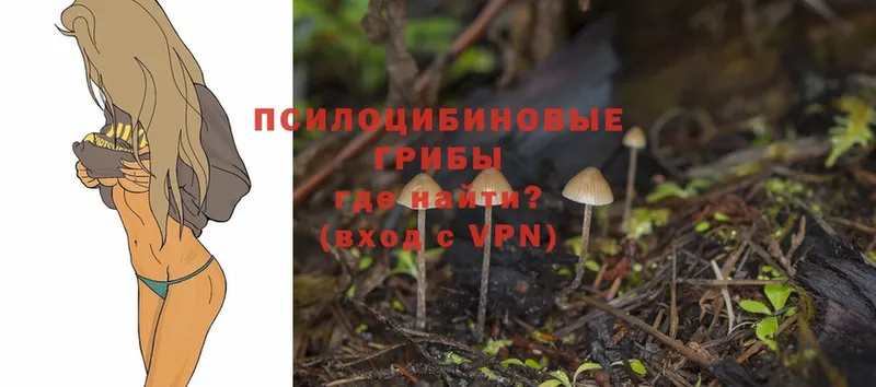 купить наркотики сайты  MEGA ТОР  Псилоцибиновые грибы MAGIC MUSHROOMS  Гаврилов-Ям 